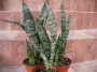 Сансевиера (Sansevieria , Sanseviera)