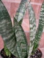 Сансевиера (Sansevieria , Sanseviera)
