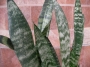 Сансевиера (Sansevieria , Sanseviera)