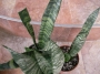 Сансевиера (Sansevieria , Sanseviera)