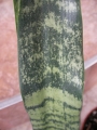 Сансевиера (Sansevieria , Sanseviera)