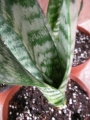 Сансевиера (Sansevieria , Sanseviera)