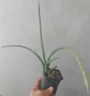 Сансевиера (SANSEVIERIA JAPONESA, Sanseviera)