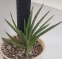 Сансевиера (SANSEVIERIA JAPONESA, Sanseviera)