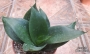 Сансевиера (Sansevieria Sanseviera)