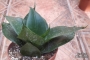 Сансевиера (Sansevieria Sanseviera)