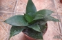 Сансевиера (Sansevieria Sanseviera)