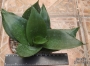 Сансевиера (Sansevieria Sanseviera)