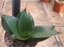 Сансевиера (Sansevieria Sanseviera)