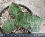 Сансевиера (Sansevieria Silver blue, Sanseviera Silver blue)