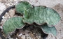 Сансевиера (Sansevieria Silver blue, Sanseviera Silver blue)