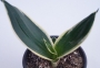 Сансевиера трифасциата (Sansevieria trifasciata Black Futura, Sanseviera)
