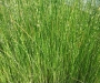 Сцирпус (Scirpus tabernaemontani Zebrinus)