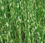 Сцирпус (Scirpus tabernaemontani Zebrinus)