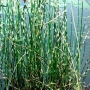 Сцирпус (Scirpus tabernaemontani Zebrinus)