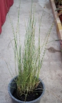 Сцирпус (Scirpus tabernaemontani Zebrinus)