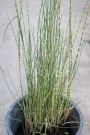 Сцирпус (Scirpus tabernaemontani Zebrinus)