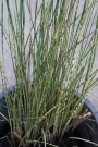 Сцирпус (Scirpus tabernaemontani Zebrinus)
