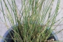 Сцирпус (Scirpus tabernaemontani Zebrinus)