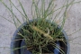 Сцирпус (Scirpus tabernaemontani Zebrinus)