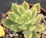 Седеверия Маркус вариегата (Sedeveria Markus variegata, 마커스금)
