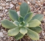 Седеверия Маркус вариегата (Sedeveria Markus variegata, 마커스금)