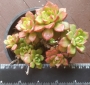 Седеверия (Sedeveria Letizia)