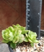 Седеверия (Sedeveria Letizia)