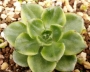 Седеверия (Sedeveria Letizia variegata, 蒂亚백錦)