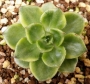 Седеверия (Sedeveria Letizia variegata, 蒂亚백錦)