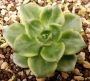 Седеверия (Sedeveria Letizia variegata, 蒂亚백錦)