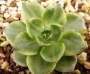 Седеверия (Sedeveria Letizia variegata, 蒂亚백錦)