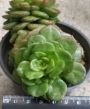 Седеверия (Sedeveria Rolly)