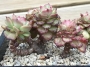 Седеверия (Sedeveria Rolly 蜡牡丹)