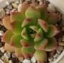 Седеверия (Sedeveria sp)