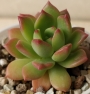 Седеверия (Sedeveria sp)