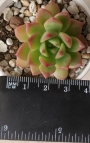 Седеверия (Sedeveria sp)