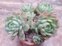 Седеверия (Sedeveria sp)