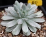 Седеверия вариегата (Sedeveria Marks variegata)