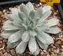 Седеверия вариегата (Sedeveria Marks variegata)