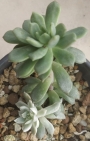 Седеверия вариегата (Sedeveria Marks variegata)