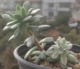 Седеверия вариегата (Sedeveria Marks variegata)