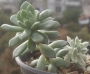 Седеверия вариегата (Sedeveria Marks variegata)