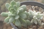 Седеверия вариегата (Sedeveria Marks variegata)