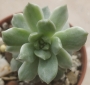 Седеверия вариегата (Sedeveria Marks variegata)
