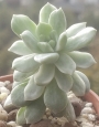Седеверия вариегата (Sedeveria Marks variegata)