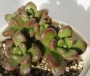 Седум луцидум (Sedum lucidum Obesum)