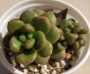 Седум луцидум (Sedum lucidum Obesum)