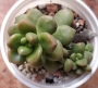 Седум луцидум (Sedum lucidum Obesum)