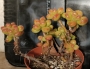 Седум луцидум (Sedum lucidum Obesum)